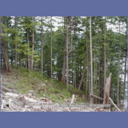 2003_1952_Houghton_Woodlot_Mereworth_Sound.html