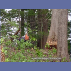 2003_1953_Houghton_Woodlot_Mereworth_Sound.html