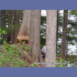 2003_1954_Houghton_Woodlot_Mereworth_Sound.html