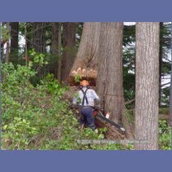 2003_1955_Houghton_Woodlot_Mereworth_Sound.html