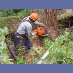 2003_1980_Houghton_Woodlot_Mereworth_Sound.html
