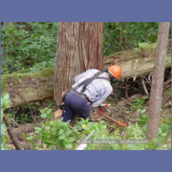 2003_1981_Houghton_Woodlot_Mereworth_Sound.html