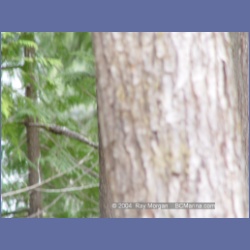 2003_1982_Houghton_Woodlot_Mereworth_Sound.html