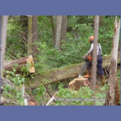 2003_1983_Houghton_Woodlot_Mereworth_Sound.html