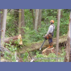 2003_1984_Houghton_Woodlot_Mereworth_Sound.html
