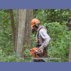 2003_1985_Houghton_Woodlot_Mereworth_Sound.html