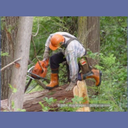 2003_1986_Houghton_Woodlot_Mereworth_Sound.html