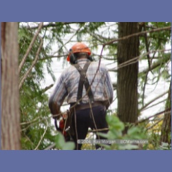 2003_1988_Houghton_Woodlot_Mereworth_Sound.html