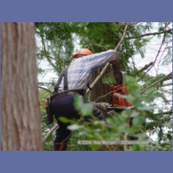 2003_1989_Houghton_Woodlot_Mereworth_Sound.html