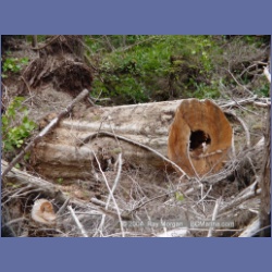 2003_1991_Houghton_Woodlot_Mereworth_Sound.html