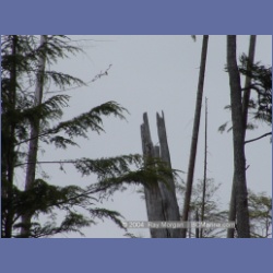 2003_1992_Houghton_Woodlot_Mereworth_Sound.html
