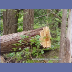 2003_1993_Houghton_Woodlot_Mereworth_Sound.html
