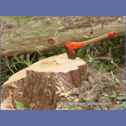 2003_1994_Houghton_Woodlot_Mereworth_Sound.html