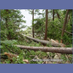 2003_1995_Houghton_Woodlot_Mereworth_Sound.html