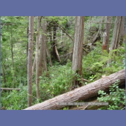 2003_1996_Houghton_Woodlot_Mereworth_Sound.html