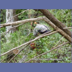 2003_1997_Houghton_Woodlot_Mereworth_Sound.html