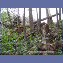 2003_1998_Houghton_Woodlot_Mereworth_Sound.html
