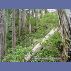 2003_1999_Houghton_Woodlot_Mereworth_Sound.html