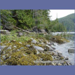 2003_2000_Houghton_Woodlot_Mereworth_Sound.html
