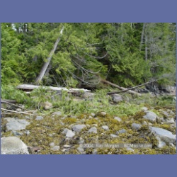 2003_2001_Houghton_Woodlot_Mereworth_Sound.html