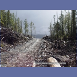 2003_2073_Houghton_Woodlot_Mereworth_Sound.html