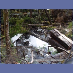 2003_2081_Houghton_Woodlot_Mereworth_Sound.html