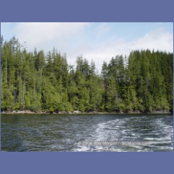 2003_2092_Houghton_Woodlot_Mereworth_Sound.html