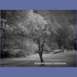 2003_1307_Conover_Cove_IR.html