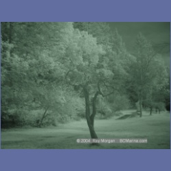 2003_1308_Conover_Cove_IR.html