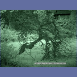 2003_1311_Conover_Cove_IR.html