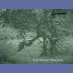 2003_1312_Conover_Cove_IR.html