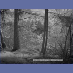 2003_1317_Conover_Cove_IR.html