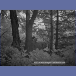 2003_1345_Conover_Cove_IR.html