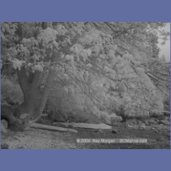 2003_1475_Montague_Harbour_Galiano_Island_IR.html