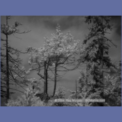 2003_2721_Dempster_Island_Barkley_Sound_IR.html
