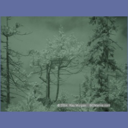 2003_2722_Dempster_Island_Barkley_Sound_IR.html