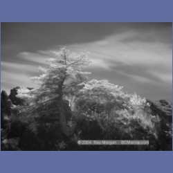 2003_3160_Nuchatlitz_Inlet_IR.html