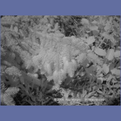 2003_3186_Nuchatlitz_Inlet_IR.html