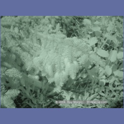 2003_3187_Nuchatlitz_Inlet_IR.html