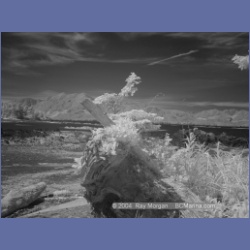 2003_3192_Nuchatlitz_Inlet_IR.html