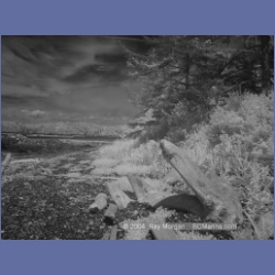 2003_3194_Nuchatlitz_Inlet_IR.html