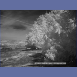 2003_3196_Nuchatlitz_Inlet_IR.html