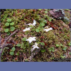 2006_1409_Inian_Islands_Alaska.JPG