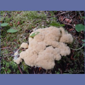 2006_1424_Inian_Islands_Alaska.JPG