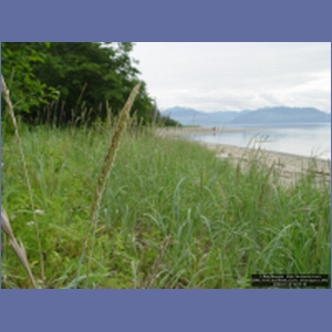 2006_1185_Iyoukeen_Cove_Chichagof_I.JPG