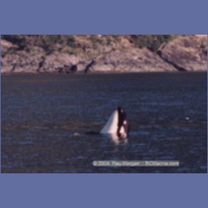 1997_johnstone13e.jpg