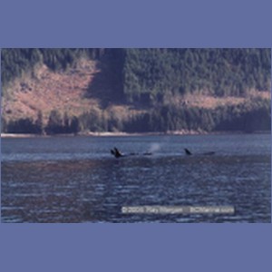1997_johnstone_strait108.jpg