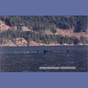 1997_johnstone_strait11b.jpg