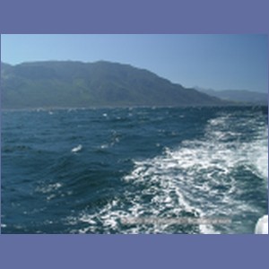 2003_4921_Johnstone_Strait_Gale.JPG