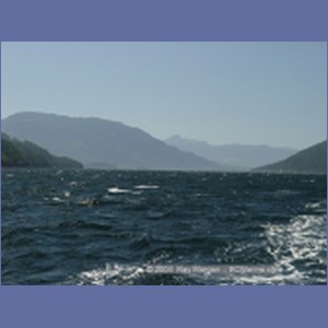 2003_4935_Johnstone_Strait_Gale.JPG